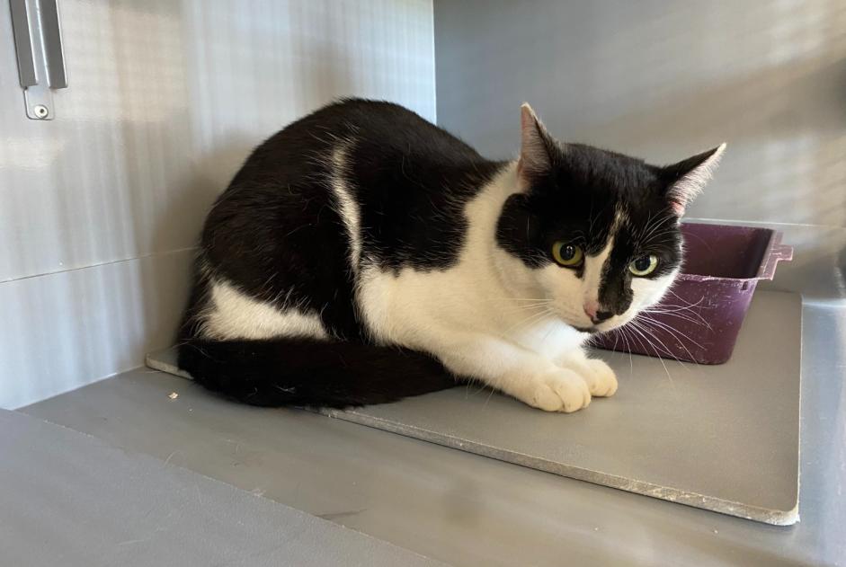 Alerte Découverte Chat Femelle , 2 ans Achères France Alerte Découverte Chat Femelle , 2 ans Achères France