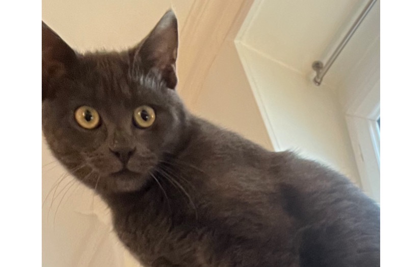 Alerte Disparition Chat Mâle , 1 ans Le Chesnay-Rocquencourt France Alerte Disparition Chat Mâle , 1 ans Le Chesnay-Rocquencourt France