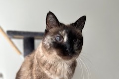 Alerte Disparition Chat Femelle , 9 ans Carrières-sur-Seine France Alerte Disparition Chat Femelle , 9 ans Carrières-sur-Seine France