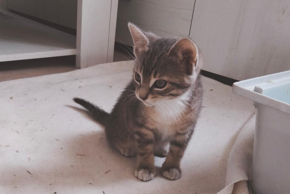 Alerte Découverte Chat Inconnu Porcheville France