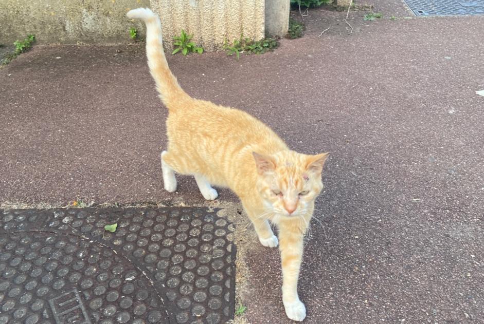 Ontdekkingsalarm Kat Onbekend Le Pecq Frankrijk