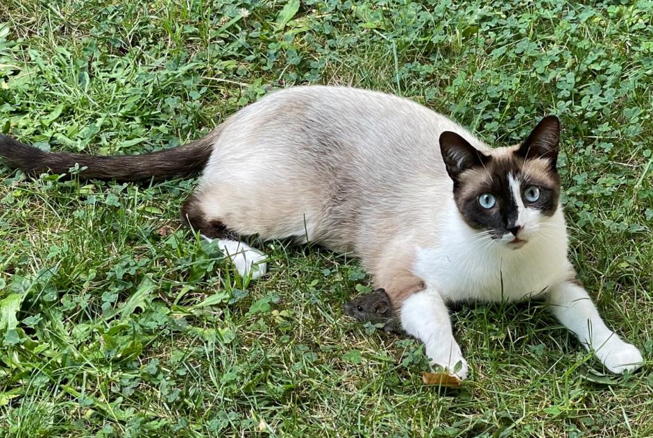 Alerta desaparecimento Gato cruzamento  Macho , 5 anos Villennes-sur-Seine France
